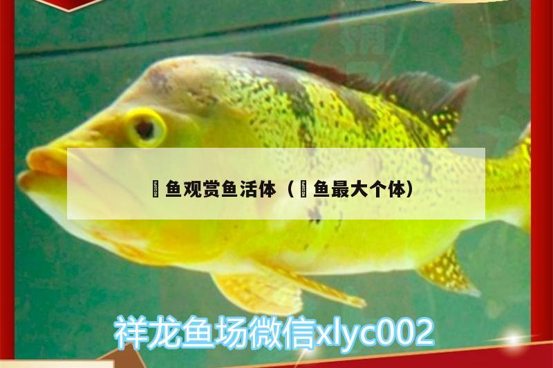 魟魚觀賞魚活體（鳡魚最大個(gè)體）