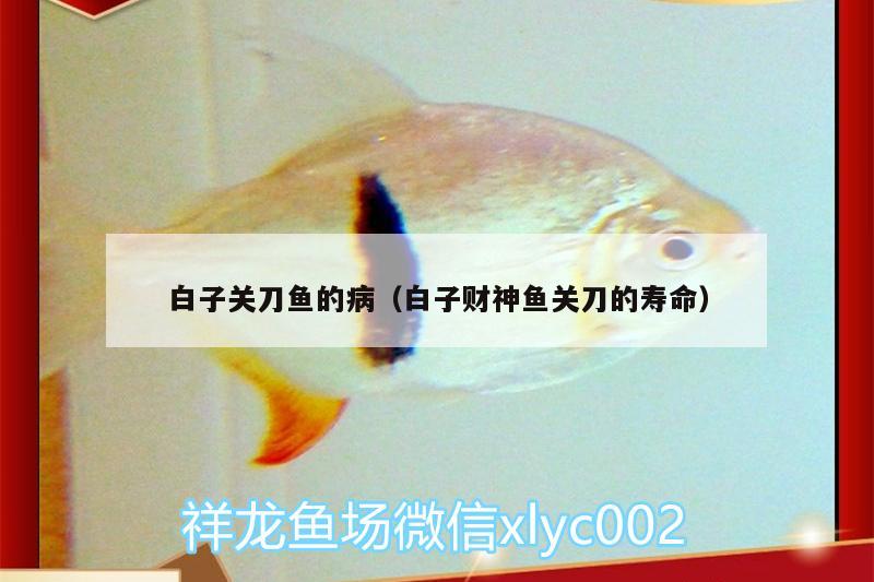 白子關刀魚的?。ò鬃迂斏耵~關刀的壽命）