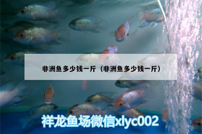 非洲魚(yú)多少錢(qián)一斤（非洲魚(yú)多少錢(qián)一斤） 粗線(xiàn)銀版魚(yú)