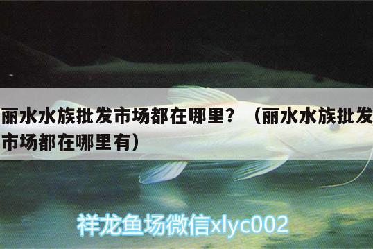 麗水水族批發(fā)市場都在哪里？（麗水水族批發(fā)市場都在哪里有） 觀賞魚水族批發(fā)市場