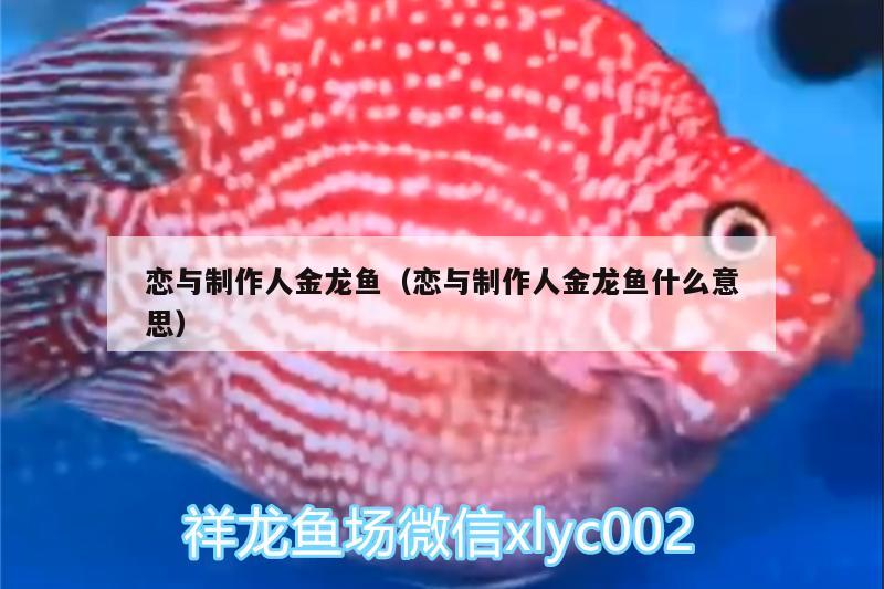 戀與制作人金龍魚(yú)（戀與制作人金龍魚(yú)什么意思） 狗仔招財(cái)貓魚(yú)