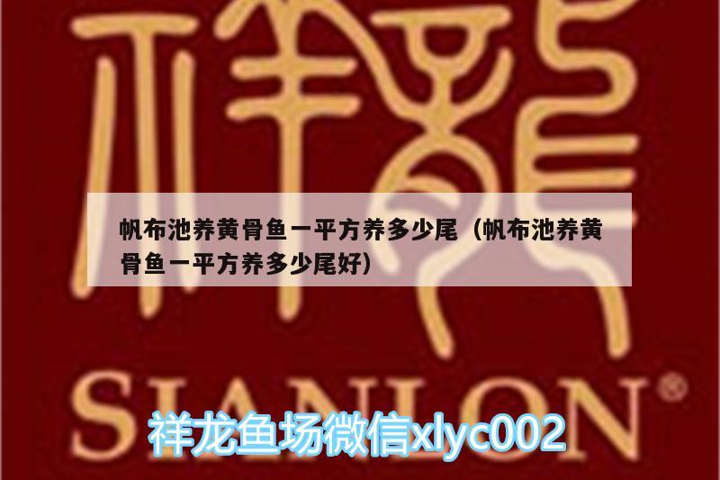 帆布池養(yǎng)黃骨魚(yú)一平方養(yǎng)多少尾（帆布池養(yǎng)黃骨魚(yú)一平方養(yǎng)多少尾好） 七彩神仙魚(yú) 第2張