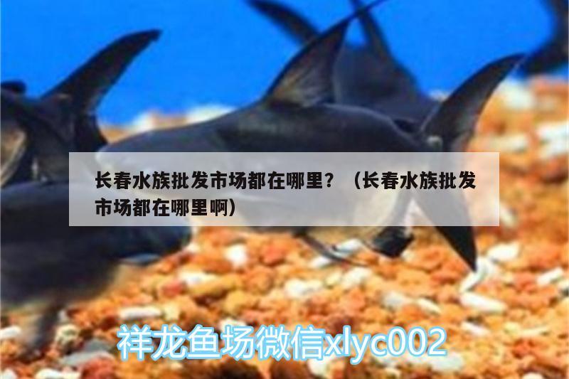 長(zhǎng)春水族批發(fā)市場(chǎng)都在哪里？（長(zhǎng)春水族批發(fā)市場(chǎng)都在哪里?。? title=