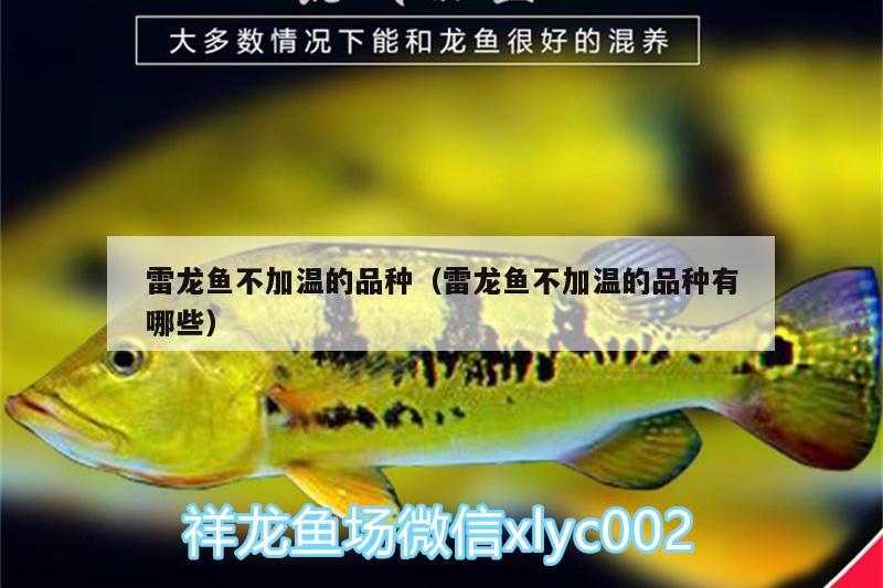 雷龍魚不加溫的品種（雷龍魚不加溫的品種有哪些） 巴西亞魚