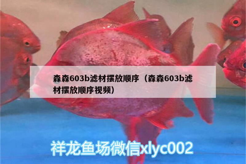 森森603b濾材擺放順序（森森603b濾材擺放順序視頻） 狗頭魚