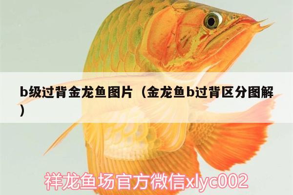 b級(jí)過(guò)背金龍魚(yú)圖片（金龍魚(yú)b過(guò)背區(qū)分圖解） B級(jí)過(guò)背金龍魚(yú)