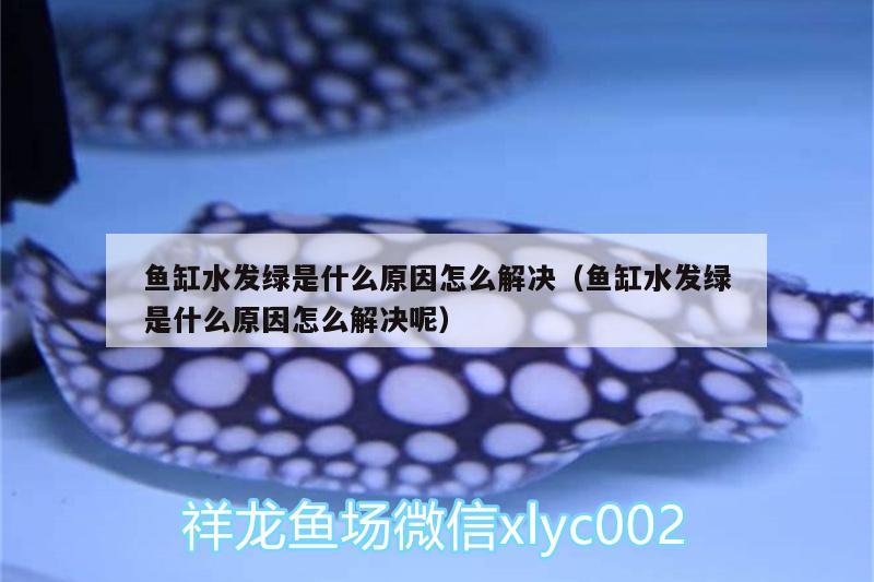 魚缸水發(fā)綠是什么原因怎么解決（魚缸水發(fā)綠是什么原因怎么解決呢）