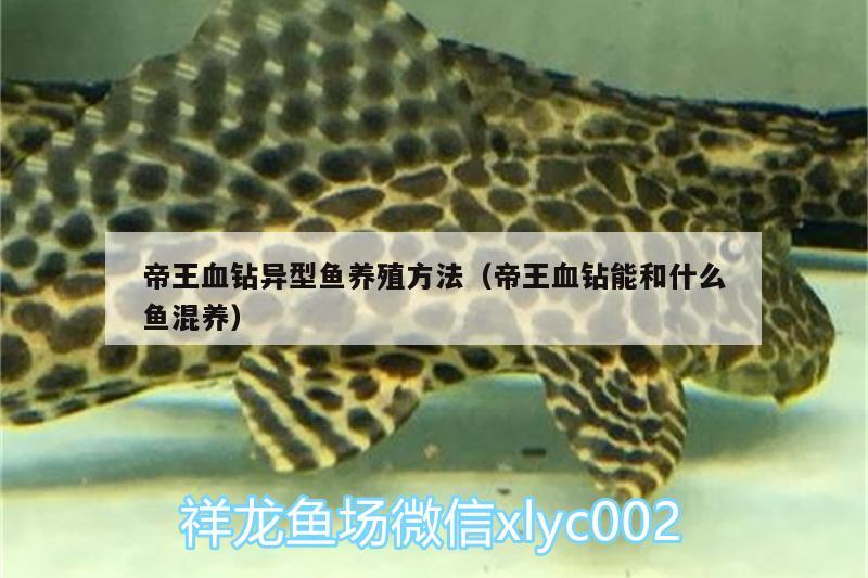 帝王血鉆異型魚養(yǎng)殖方法（帝王血鉆能和什么魚混養(yǎng)）