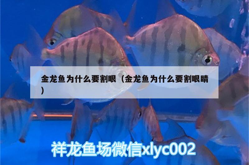 金龍魚為什么要割眼（金龍魚為什么要割眼睛）