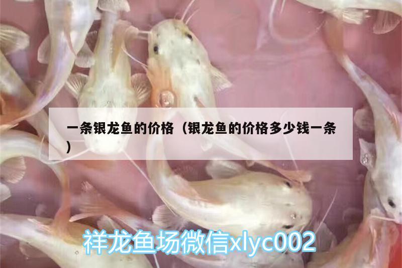 一條銀龍魚的價(jià)格（銀龍魚的價(jià)格多少錢一條）