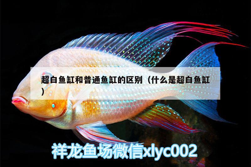 超白魚(yú)缸和普通魚(yú)缸的區(qū)別（什么是超白魚(yú)缸）