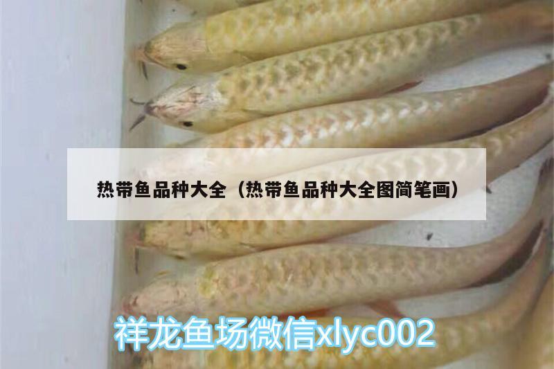 熱帶魚(yú)品種大全（熱帶魚(yú)品種大全圖簡(jiǎn)筆畫(huà)）