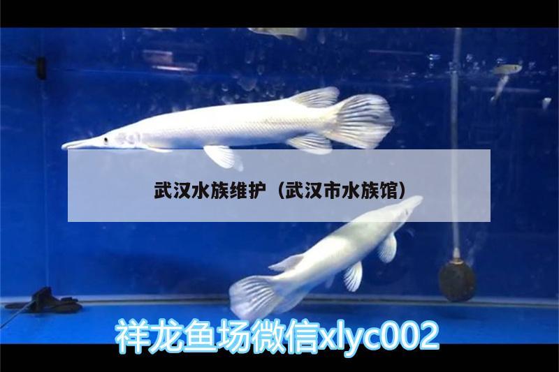 武漢水族維護（武漢市水族館）