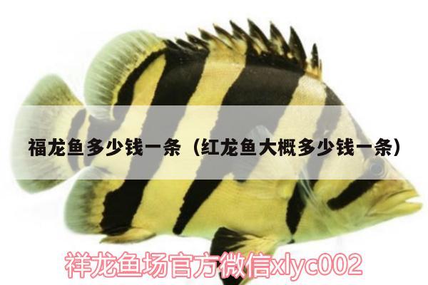 福龍魚多少錢一條（紅龍魚大概多少錢一條）