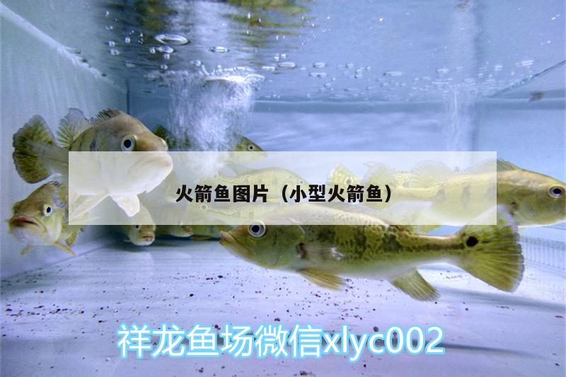 火箭魚圖片（小型火箭魚） 鐵甲武士