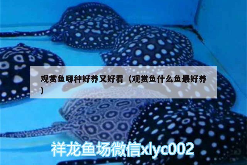 觀賞魚哪種好養(yǎng)又好看（觀賞魚什么魚最好養(yǎng)）