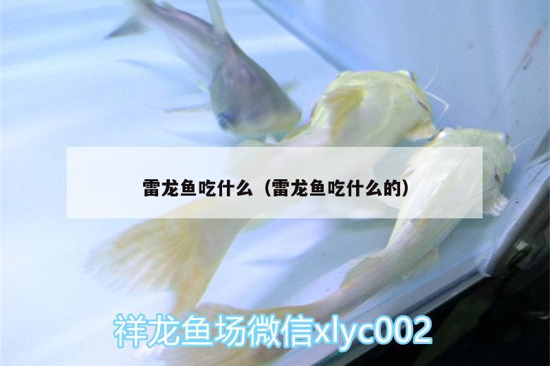 雷龍魚吃什么（雷龍魚吃什么的） 祥龍龍魚專用水族燈