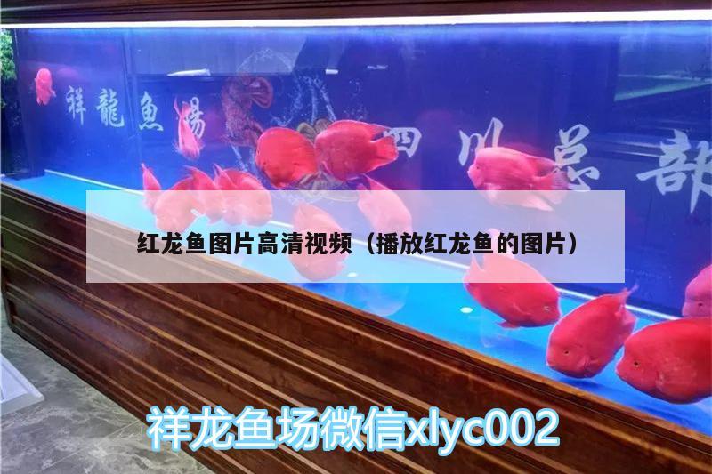 紅龍魚圖片高清視頻（播放紅龍魚的圖片）