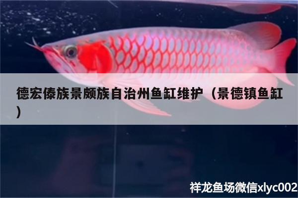 德宏傣族景頗族自治州魚(yú)缸維護(hù)（景德鎮(zhèn)魚(yú)缸）