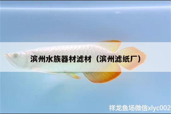 濱州水族器材濾材（濱州濾紙廠） 圣菲埃及魚