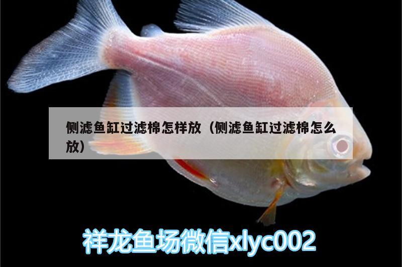 側(cè)濾魚缸過濾棉怎樣放（側(cè)濾魚缸過濾棉怎么放） 龍魚百科