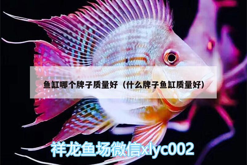 魚(yú)缸哪個(gè)牌子質(zhì)量好（什么牌子魚(yú)缸質(zhì)量好） 野生埃及神仙魚(yú)