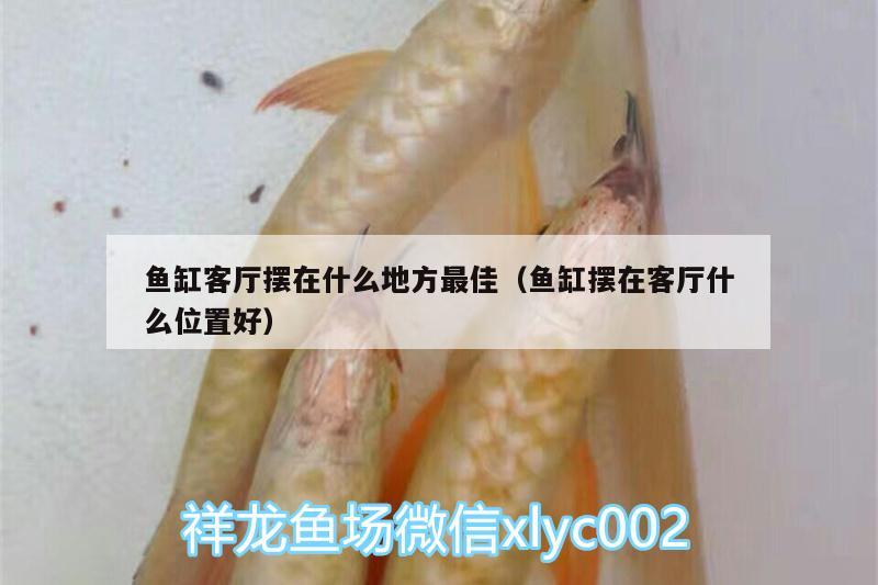 魚缸客廳擺在什么地方最佳（魚缸擺在客廳什么位置好） 七紋巨鯉魚