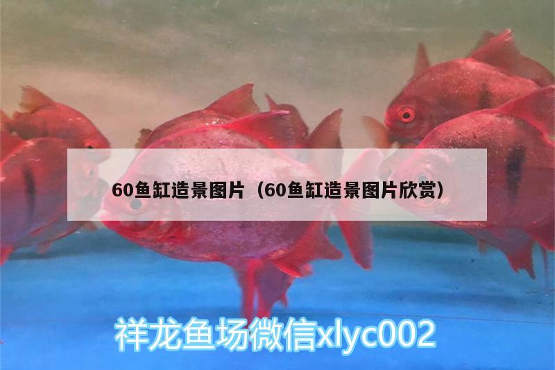 60魚缸造景圖片（60魚缸造景圖片欣賞）