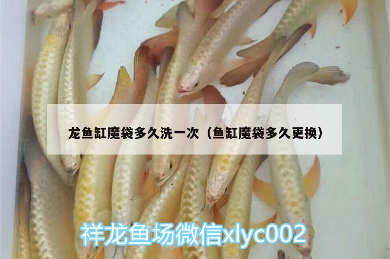 龍魚(yú)缸魔袋多久洗一次（魚(yú)缸魔袋多久更換）