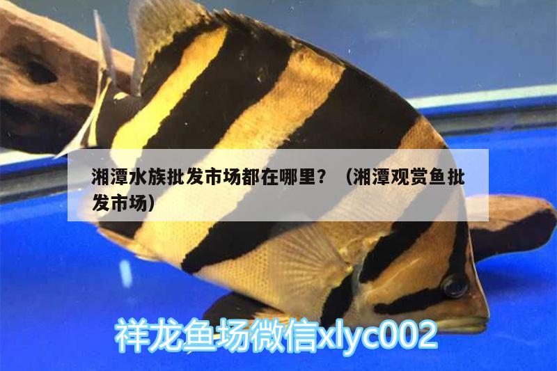 湘潭水族批發(fā)市場都在哪里？（湘潭觀賞魚批發(fā)市場） 觀賞魚批發(fā)