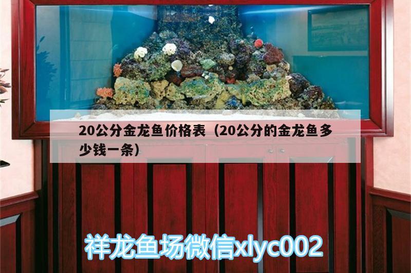 20公分金龍魚價格表（20公分的金龍魚多少錢一條）