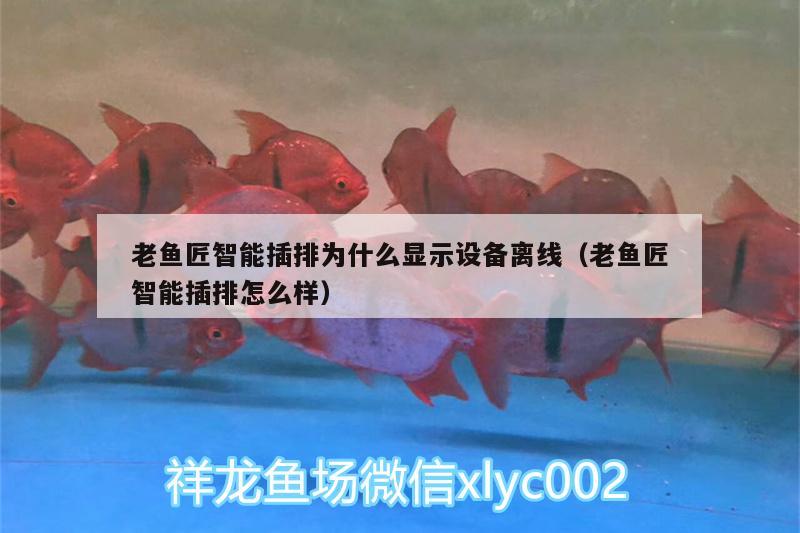 老魚匠智能插排為什么顯示設備離線（老魚匠智能插排怎么樣）