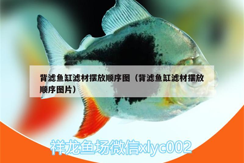 背濾魚缸濾材擺放順序圖（背濾魚缸濾材擺放順序圖片） 金龍魚百科