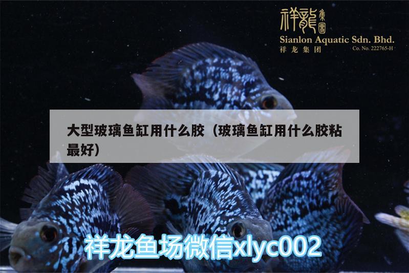 大型玻璃魚(yú)缸用什么膠（玻璃魚(yú)缸用什么膠粘最好） 純血皇冠黑白魟魚(yú)