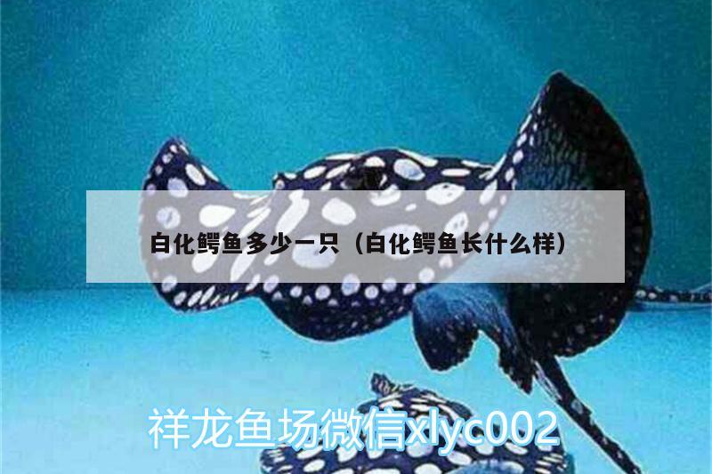 白化鱷魚多少一只（白化鱷魚長什么樣） 印尼虎苗