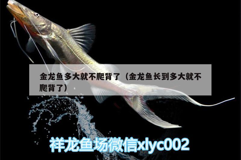 金龍魚多大就不爬背了（金龍魚長到多大就不爬背了） 狗仔（招財(cái)貓)魚苗