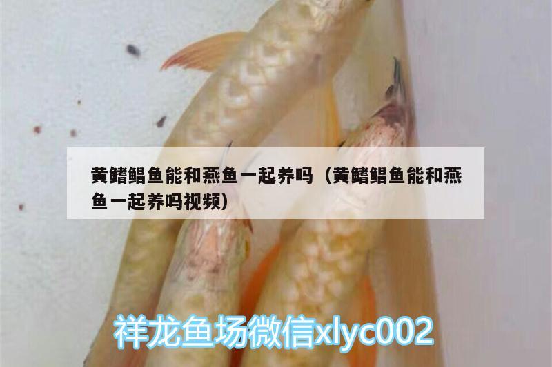 黃鰭鯧魚(yú)能和燕魚(yú)一起養(yǎng)嗎（黃鰭鯧魚(yú)能和燕魚(yú)一起養(yǎng)嗎視頻） 黃鰭鯧魚(yú)