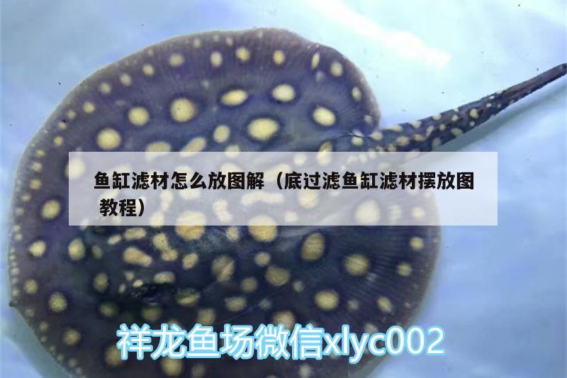 魚缸濾材怎么放圖解（底過濾魚缸濾材擺放圖教程） 斑馬狗頭魚