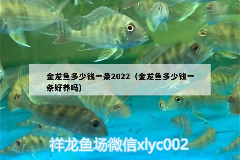 金龍魚多少錢一條2022（金龍魚多少錢一條好養(yǎng)嗎） 水族用品