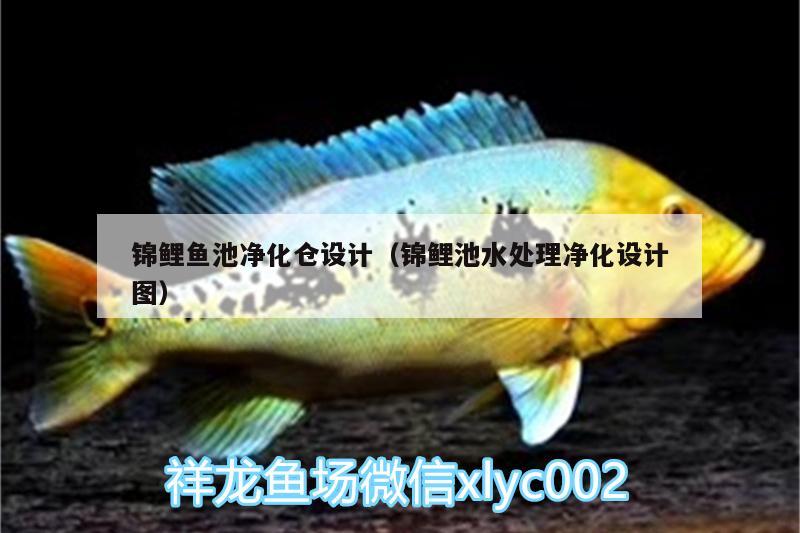 錦鯉魚池凈化倉設計（錦鯉池水處理凈化設計圖） 黑水素