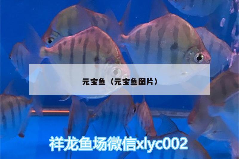 元寶魚（元寶魚圖片） 朱巴利魚苗