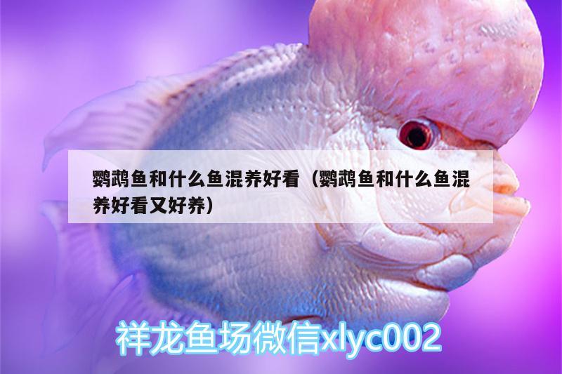 鸚鵡魚和什么魚混養(yǎng)好看（鸚鵡魚和什么魚混養(yǎng)好看又好養(yǎng)） 鸚鵡魚