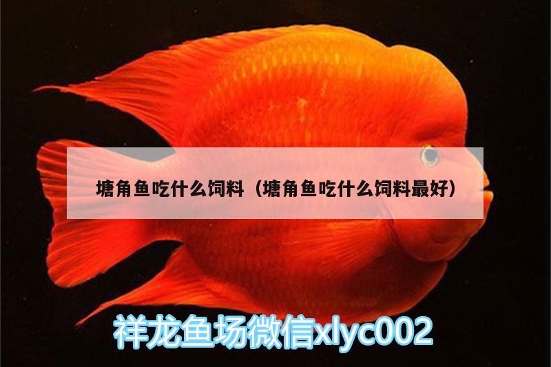 塘角魚吃什么飼料（塘角魚吃什么飼料最好） 藍底過背金龍魚