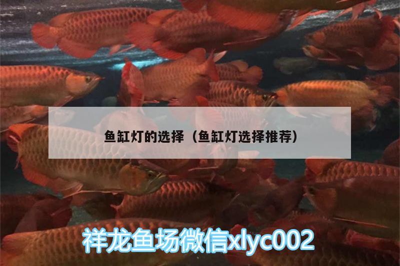 魚缸燈的選擇（魚缸燈選擇推薦） 黃金斑馬魚