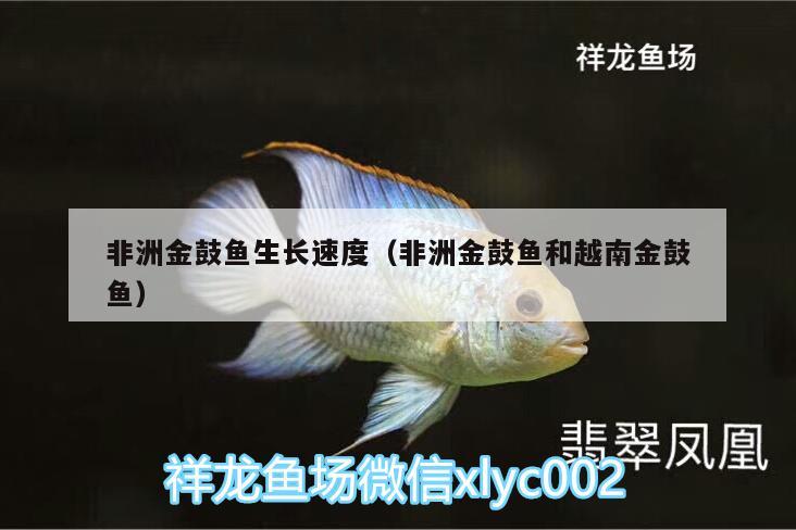 非洲金鼓魚生長速度（非洲金鼓魚和越南金鼓魚）