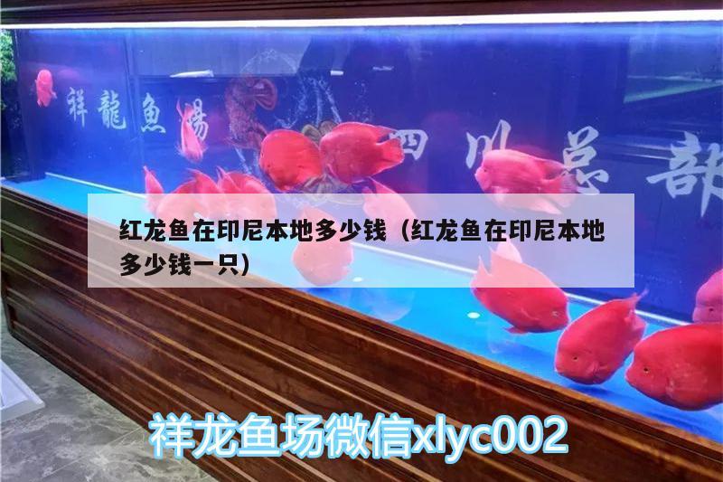 紅龍魚在印尼本地多少錢（紅龍魚在印尼本地多少錢一只） 飛鳳魚 第2張