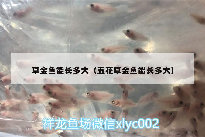 草金魚能長多大（五花草金魚能長多大）