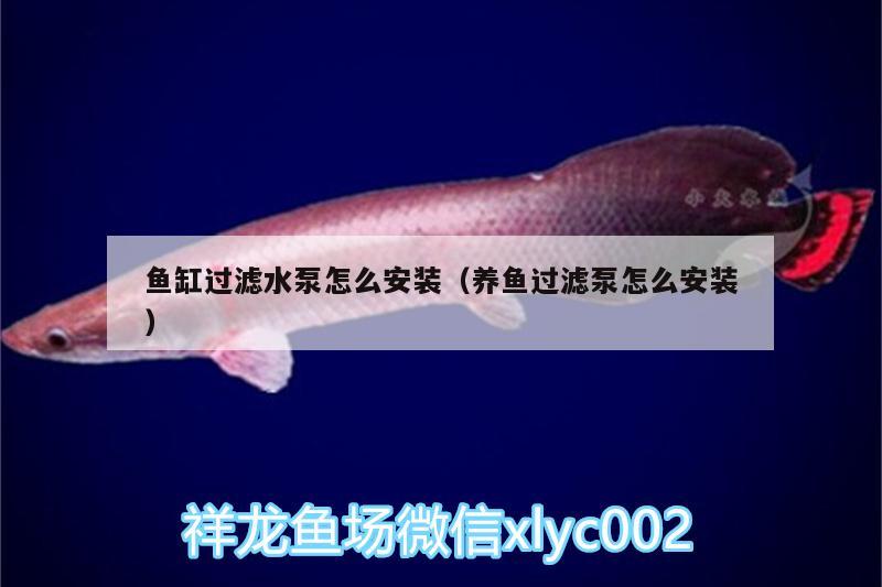 魚缸過(guò)濾水泵怎么安裝（養(yǎng)魚過(guò)濾泵怎么安裝） 三間鼠魚苗