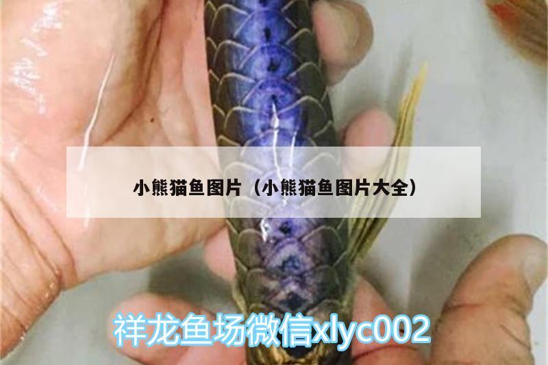 小熊貓魚圖片（小熊貓魚圖片大全） 眼斑魚