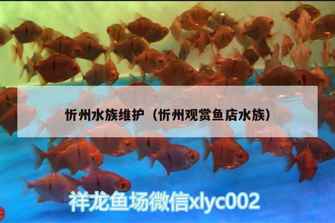 忻州水族維護(hù)（忻州觀賞魚店水族） 戰(zhàn)車紅龍魚